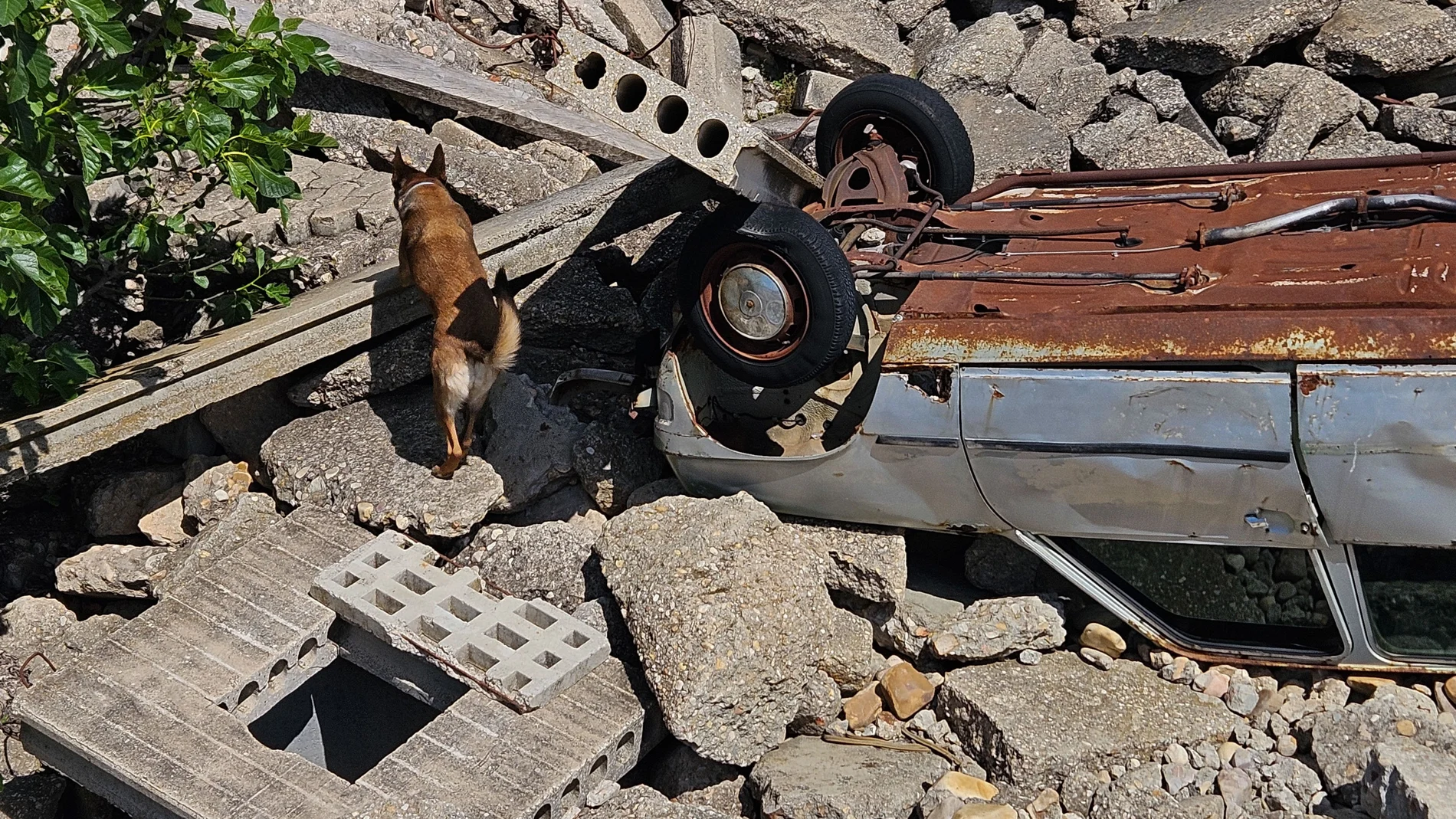 Un perro de rescate olfatea una zona siniestrada