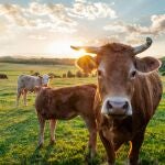 Medio Rural convoca para el 17 de julio las elecciones de representantes agrarios en el Principado