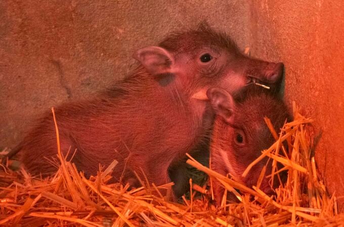 Dos 'Pumas' en Bioparc