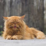 ¿Cuándo empieza un gato a envejecer y cómo darse cuenta?