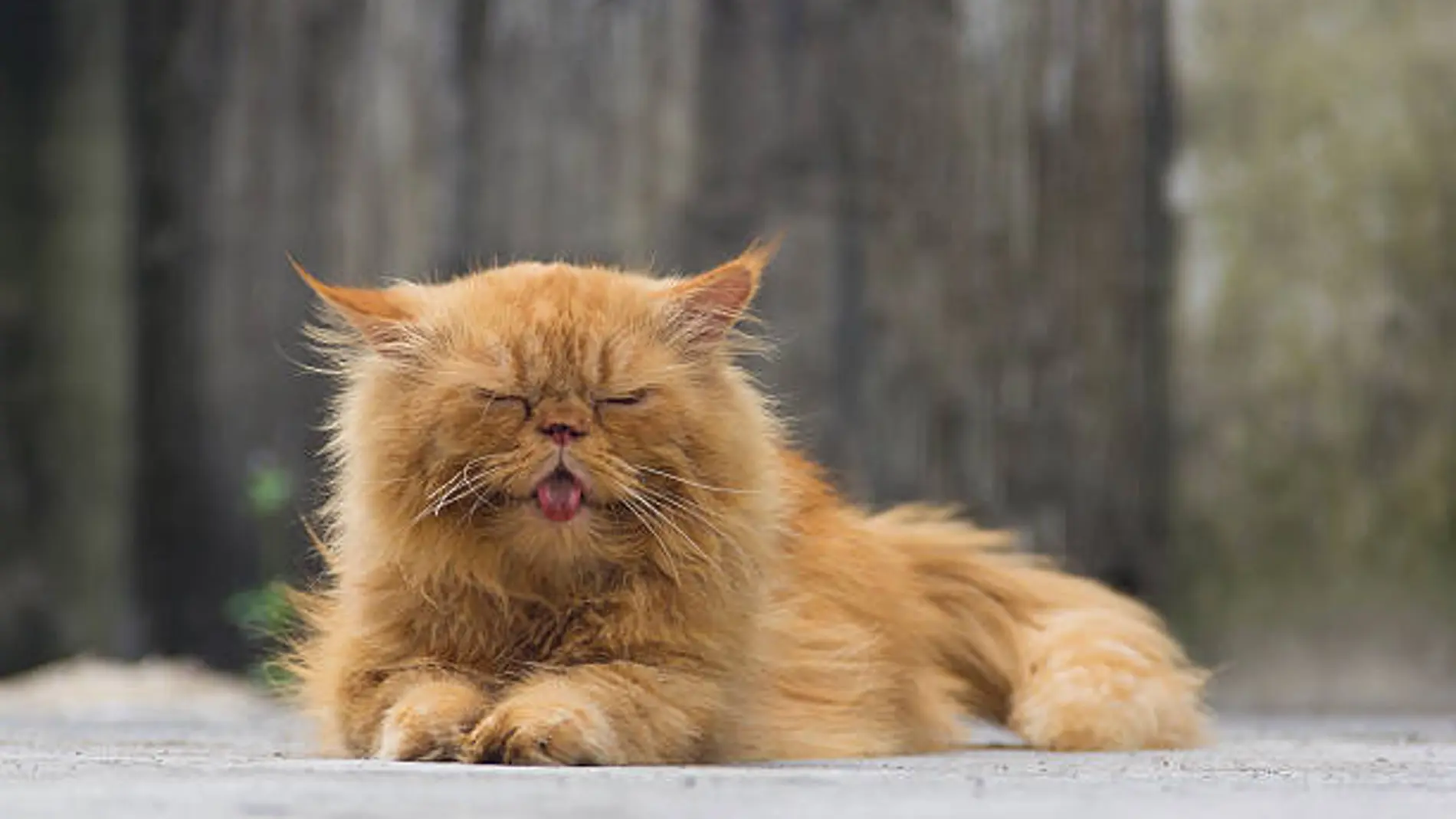 ¿Cuándo empieza un gato a envejecer y cómo darse cuenta?