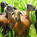 La sorprendente manera en que las cabras ayudan a frenar incendios en esta isla española