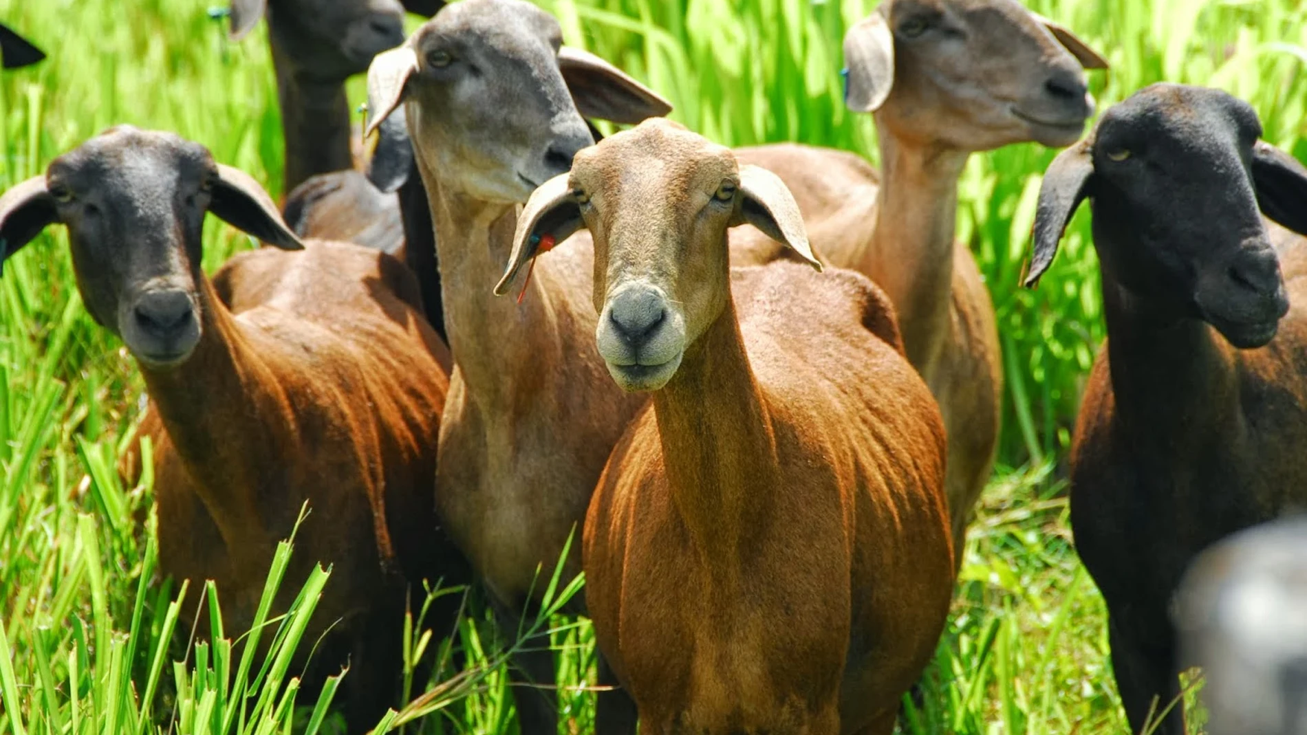 Cabras