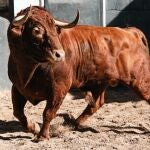 Estos son los imponentes toros de Alcurrucén para este jueves en Las Ventas