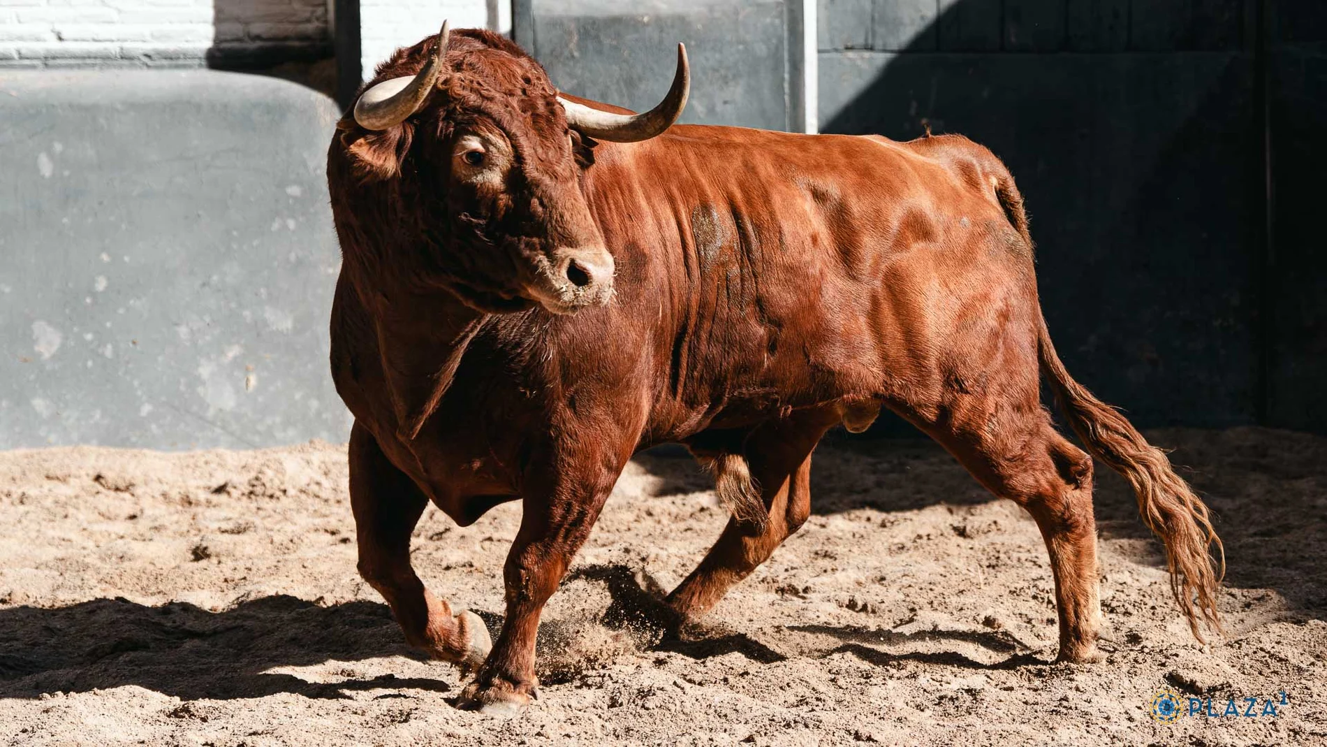 Estos son los imponentes toros de Alcurrucén para este jueves en Las Ventas