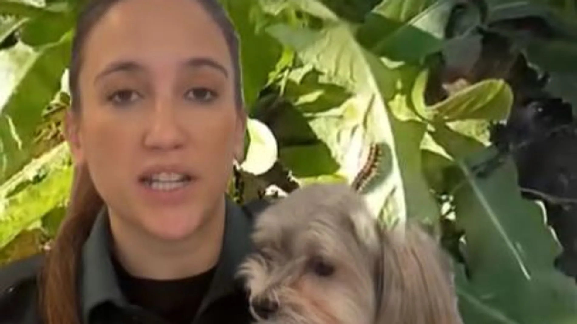 Aviso urgente de la Guardia Civil por el regreso de una plaga mortal para los perros