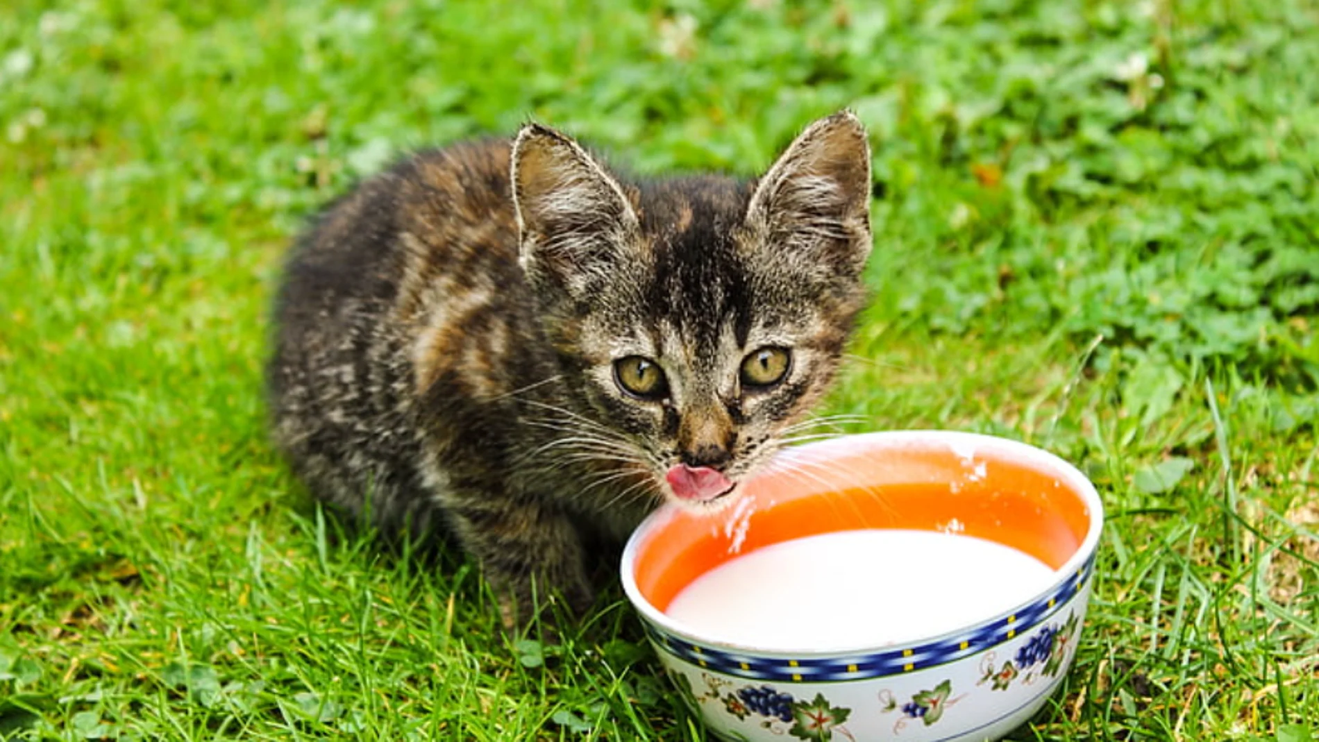 Gatos