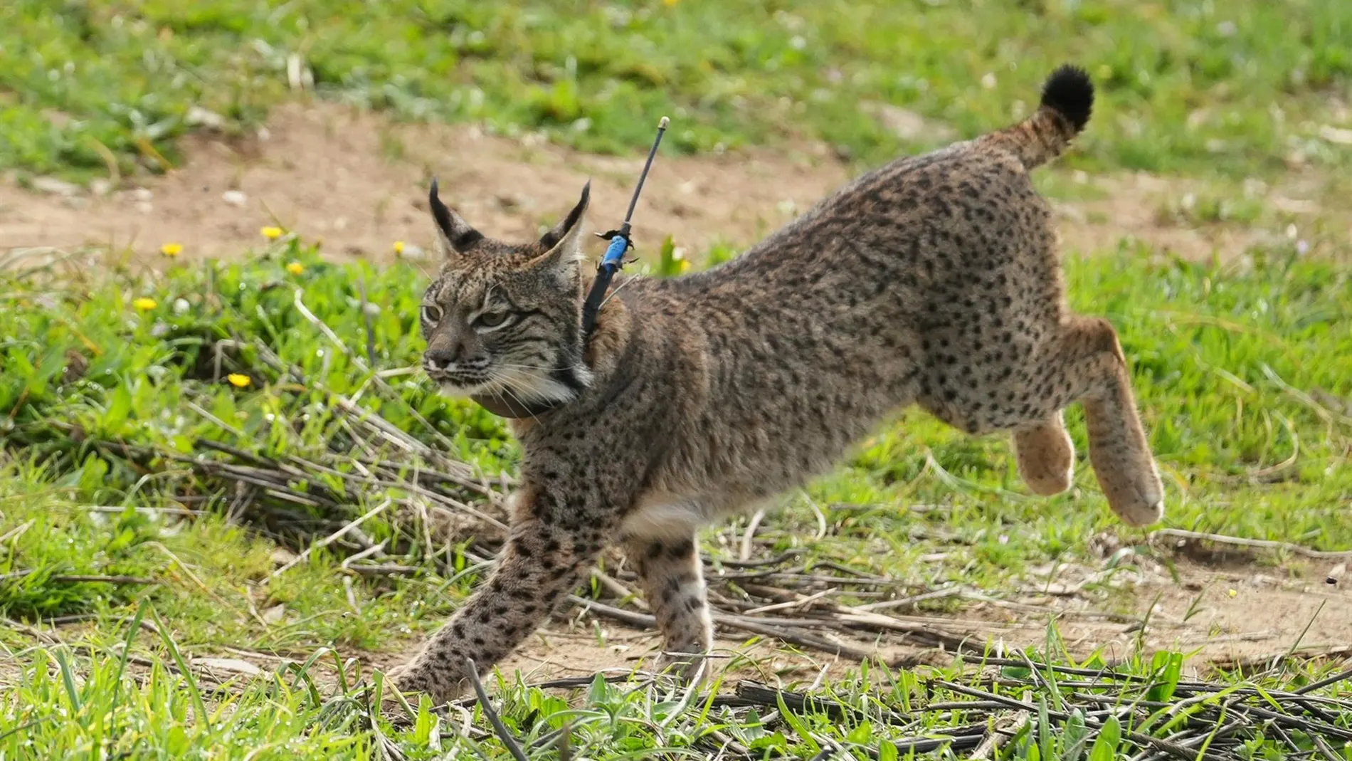 MURCIA.-La Región censa 15 linces ibéricos, que en España alcanza un nuevo récord