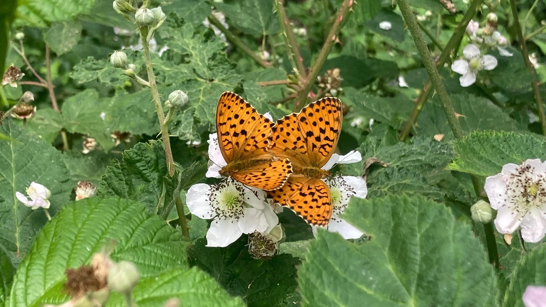 Una mariposa Brenthis daphne REMITIDA / HANDOUT por ANDREU UBACH - CREAF - OPNB Fotografía remitida a medios de comunicación exclusivamente para ilustrar la noticia a la que hace referencia la imagen, y citando la procedencia de la imagen en la firma 22/05/2025