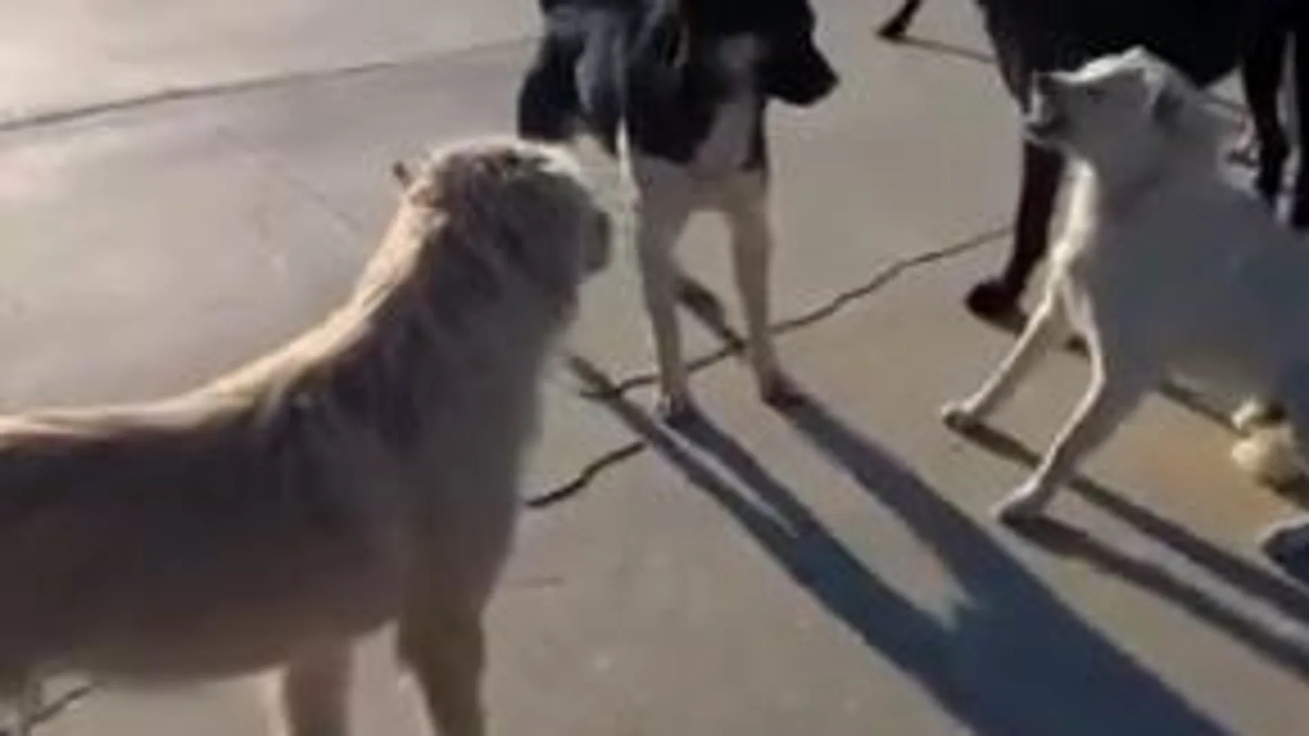 King Charles, el macho alfa que se he hecho por viral por cómo controlada a su manada de perros