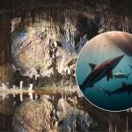 Descubren dos nuevas especies de tiburones en la cueva más grande del mundo: 325 millones de años de historia