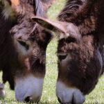 ¿Cómo se llama la cría del burro y la yegua?