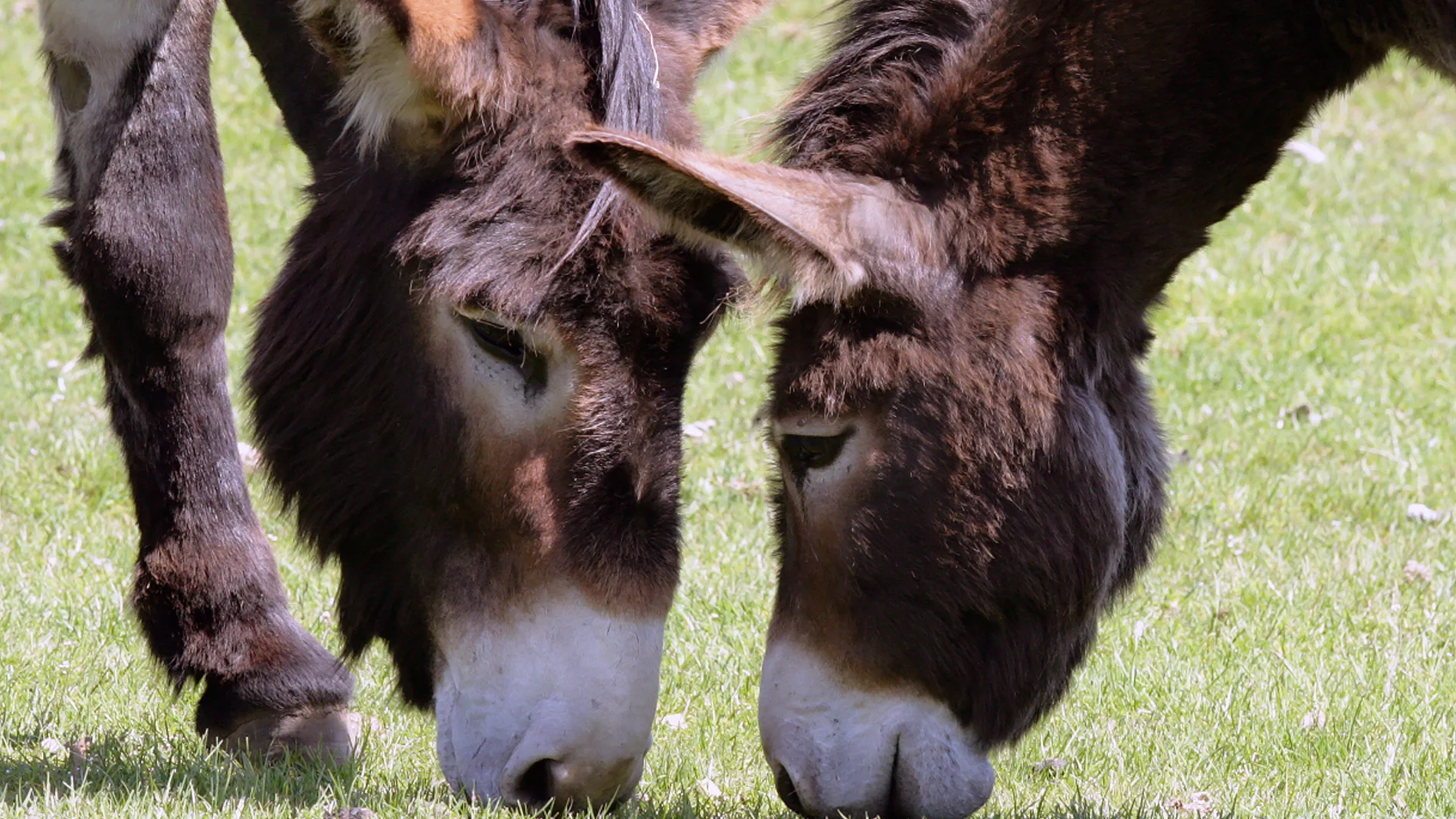 ¿Cómo se llama la cría del burro y la yegua?
