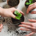 Los científicos finalmente descubren qué hace que las plantas crezcan más rápido y más fuertes