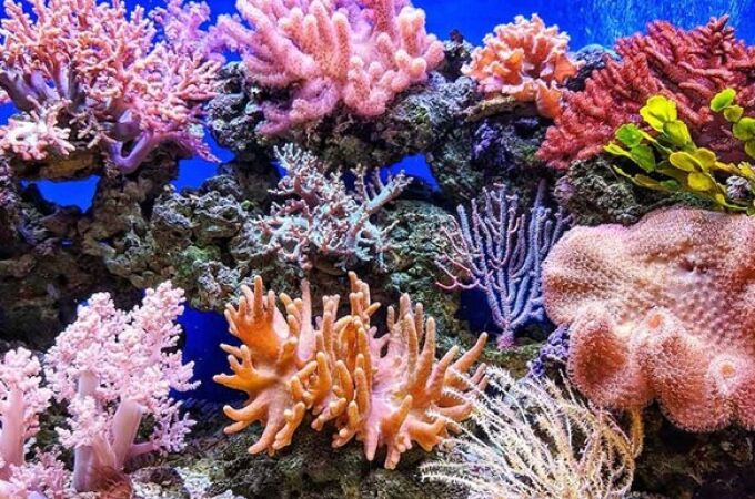 El arrecife de coral es una de las especies más afectadas por el cambio climático