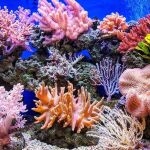 El arrecife de coral es una de las especies más afectadas por el cambio climático