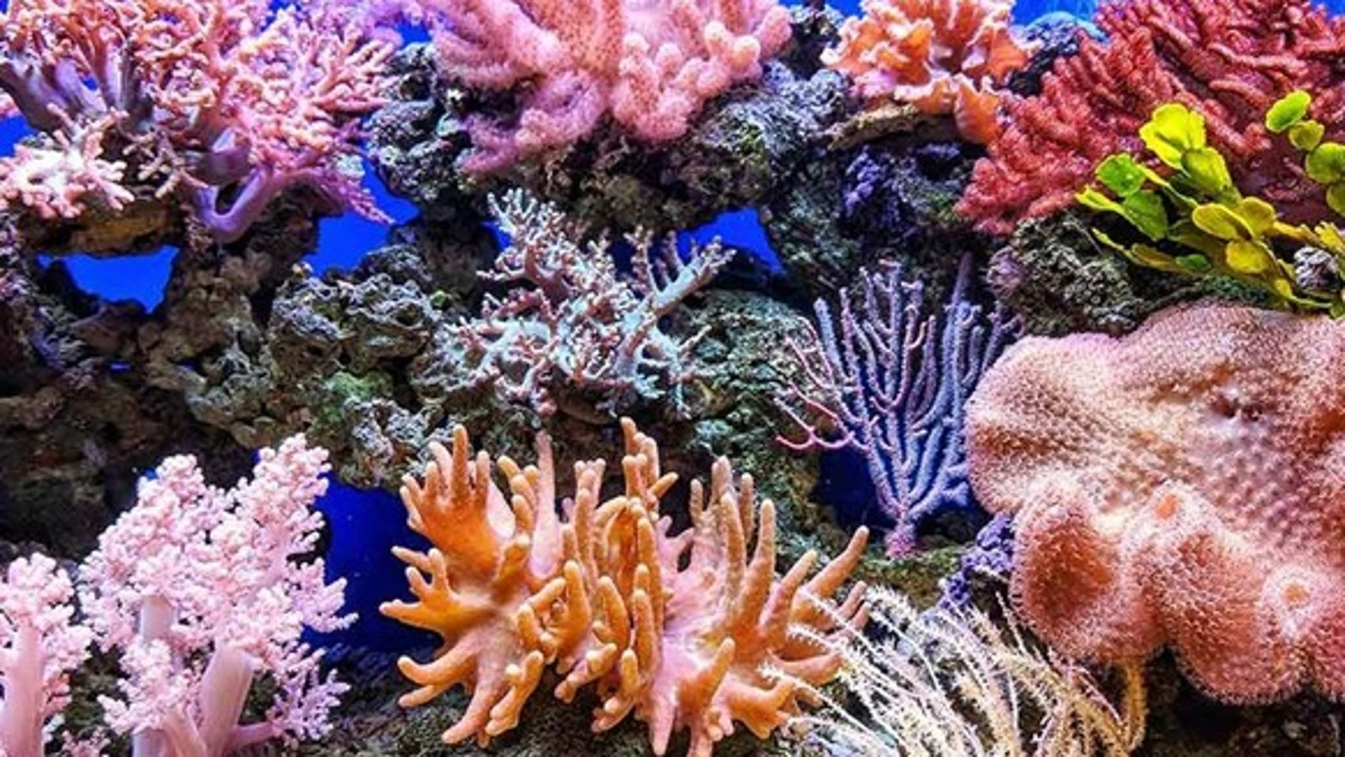 El arrecife de coral es una de las especies más afectadas por el cambio climático
