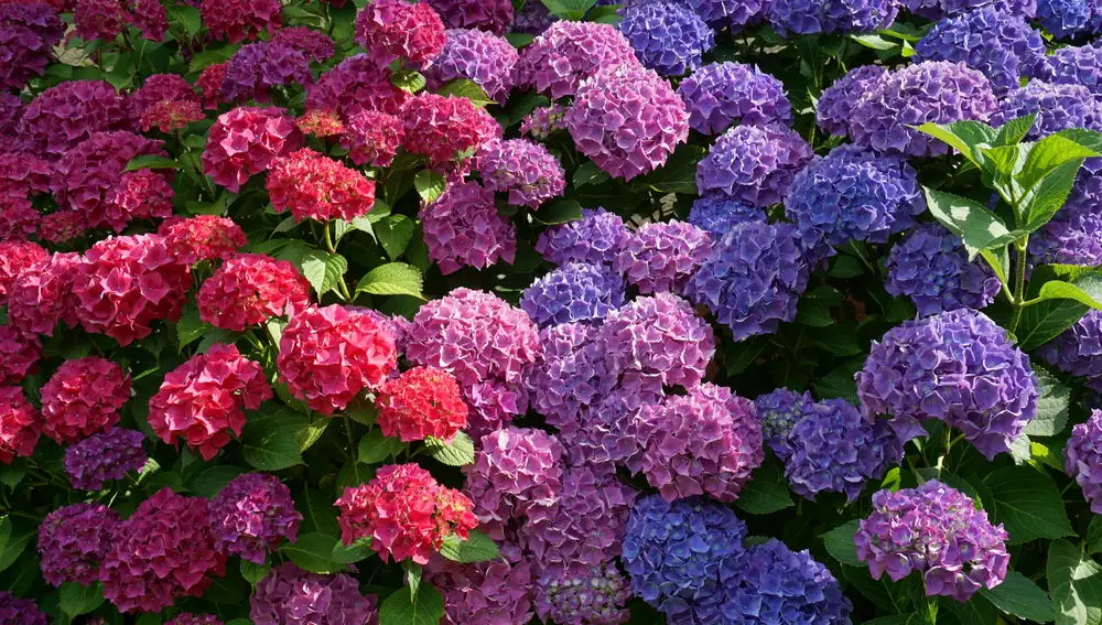 Adiós a las hortensias: los jardineros recomiendan no plantarlas en el jardín y este es el motivo