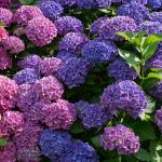 Adiós a las hortensias: los jardineros recomiendan no plantarlas en el jardín y este es el motivo