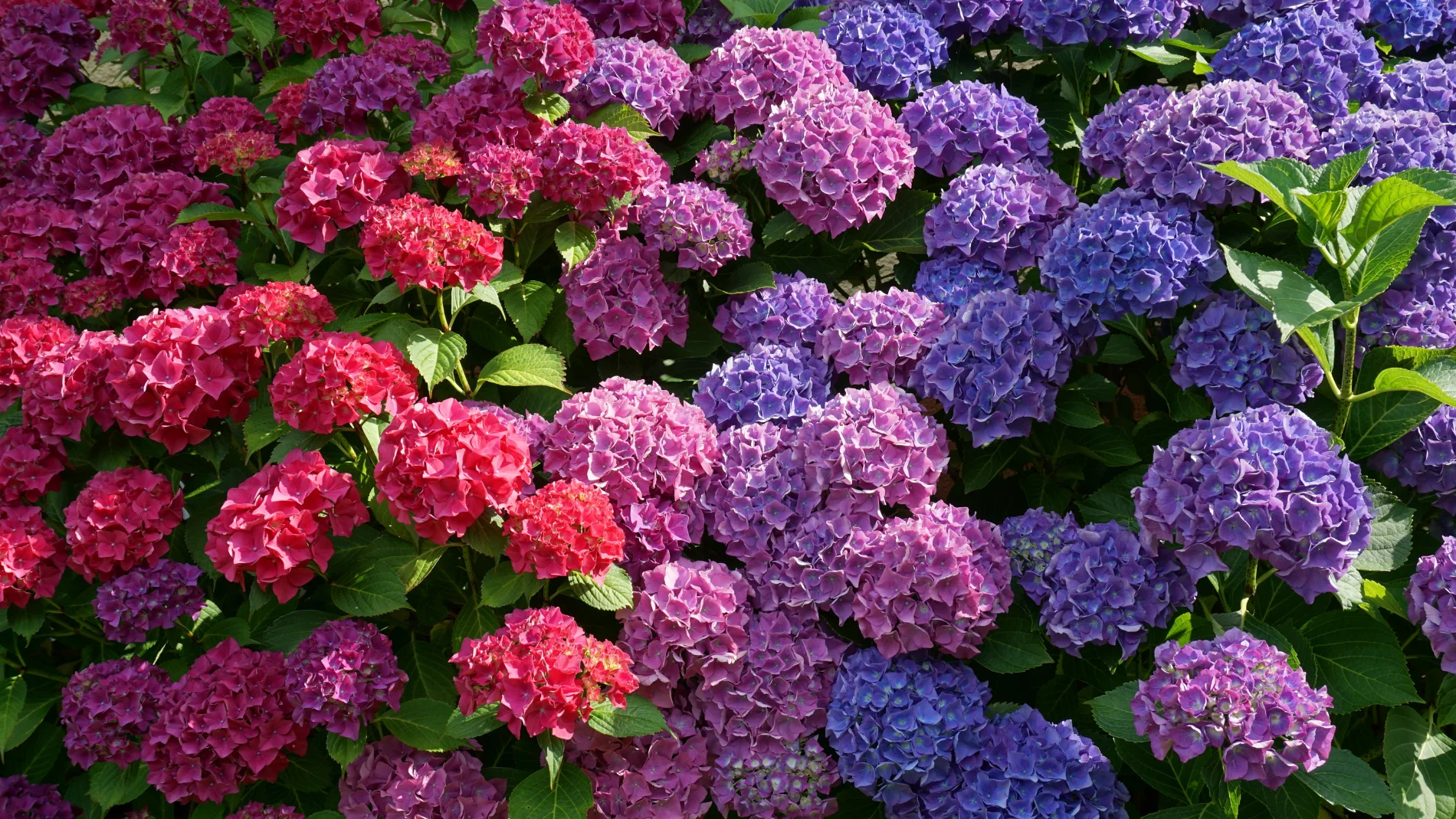 Adiós a las hortensias: los jardineros recomiendan no plantarlas en el jardín y este es el motivo