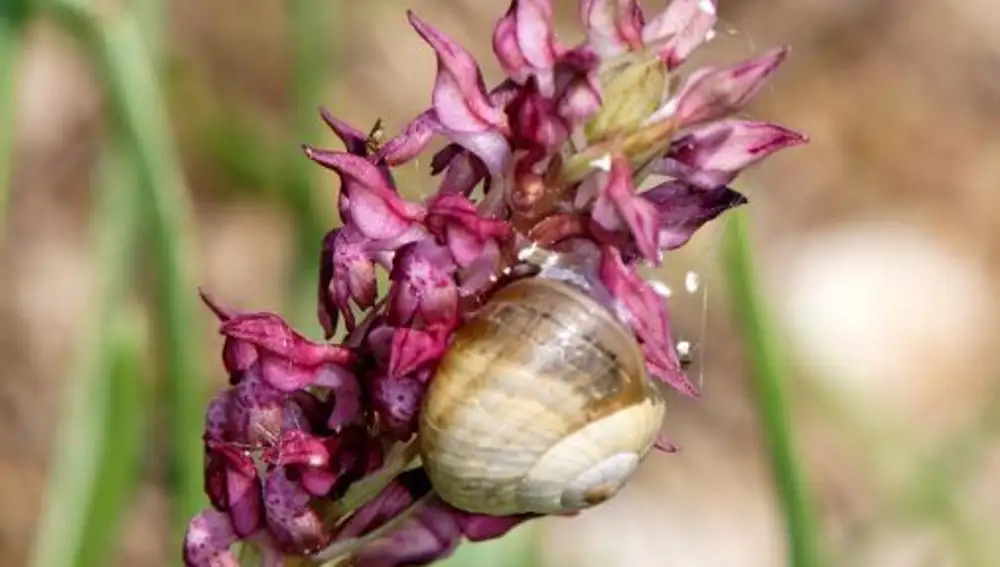 Orquídea abejera olorosa