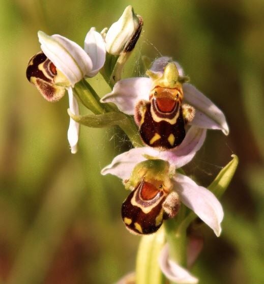 Orquídea abejera