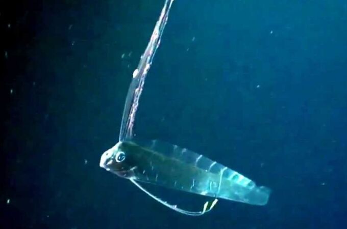 Aparece el "pez del fin del mundo" en una playa de México: ¿cuál será la siguiente catástrofe?