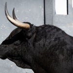 Estos son los serios toros elegidos para el último compromiso de Roca Rey esta primavera en Las Ventas