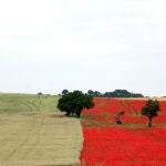Campo de amapolas en la provincia de Valladolid, la única de toda España sin montañas
