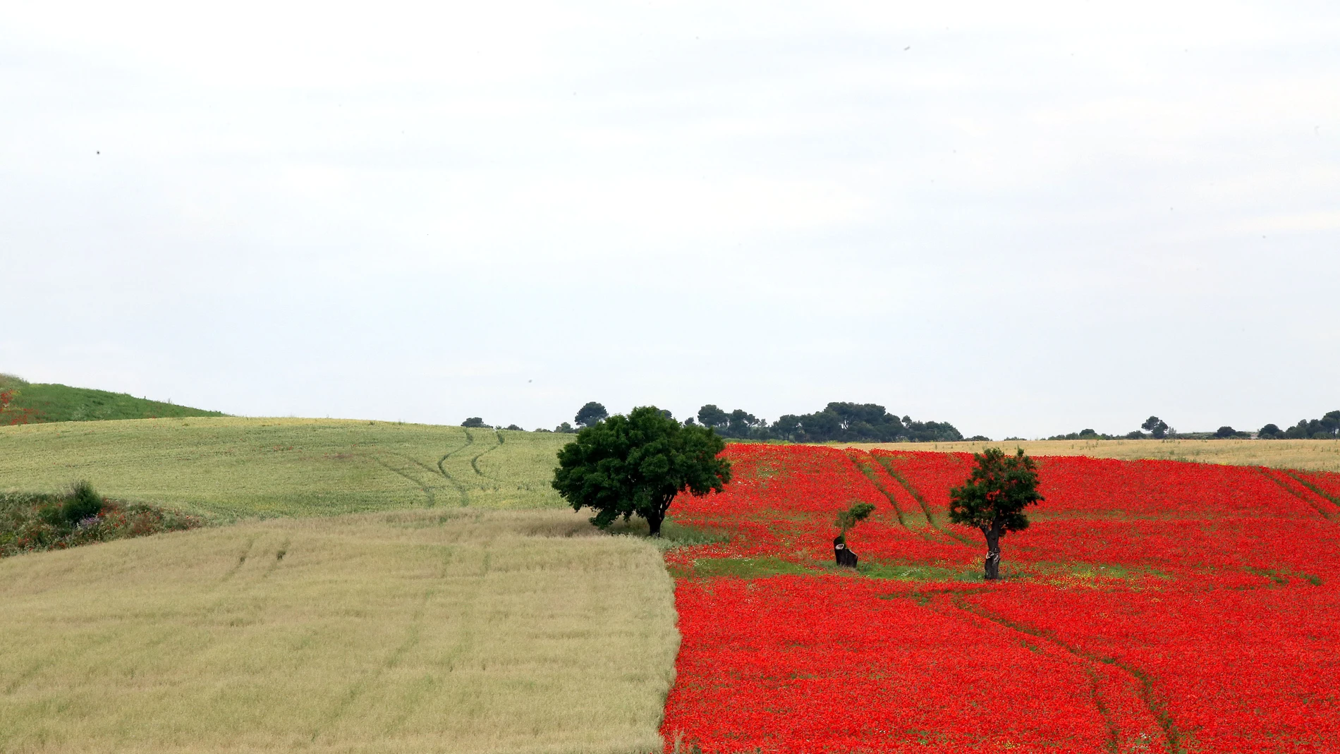 Campo de amapolas en la provincia de Valladolid, la única de toda España sin montañas
