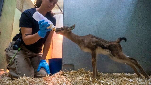 Nacen en Bioparc Valencia tres gacelas de Thomson, el antílope más veloz de África