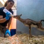 Nacen en Bioparc Valencia tres gacelas de Thomson, el antílope más veloz de África