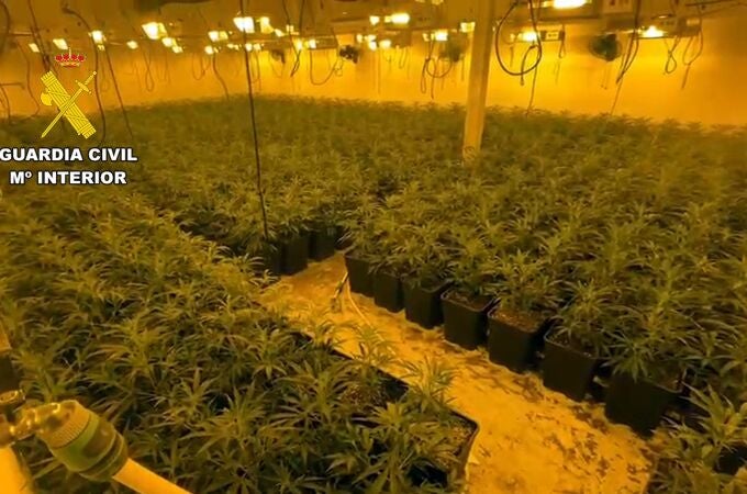 Guardia Civil desmantela un macrocultivo de marihuana en Totana