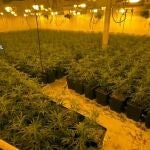 Guardia Civil desmantela un macrocultivo de marihuana en Totana