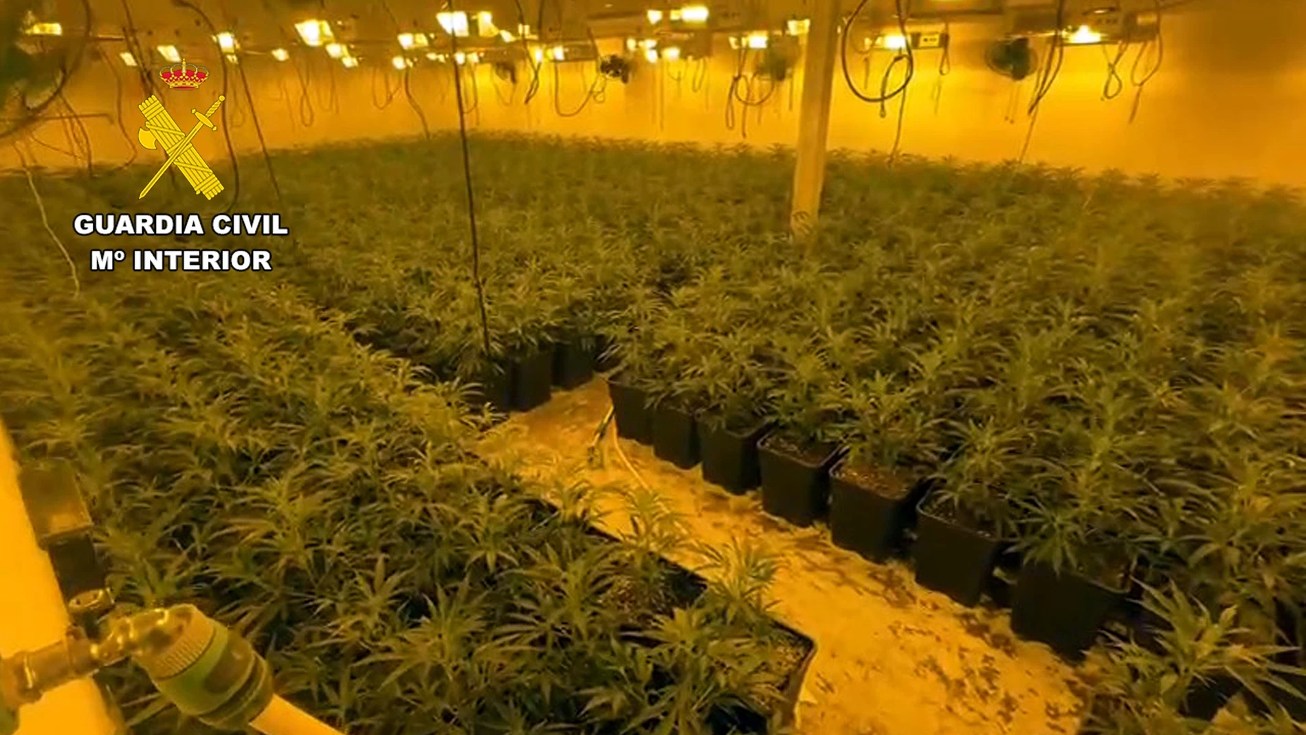 Macrocultivo de marihuana en Totana REMITIDA / HANDOUT por Guardia Civil Fotografía remitida a medios de comunicación exclusivamente para ilustrar la noticia a la que hace referencia la imagen, y citando la procedencia de la imagen en la firma 31/05/2025