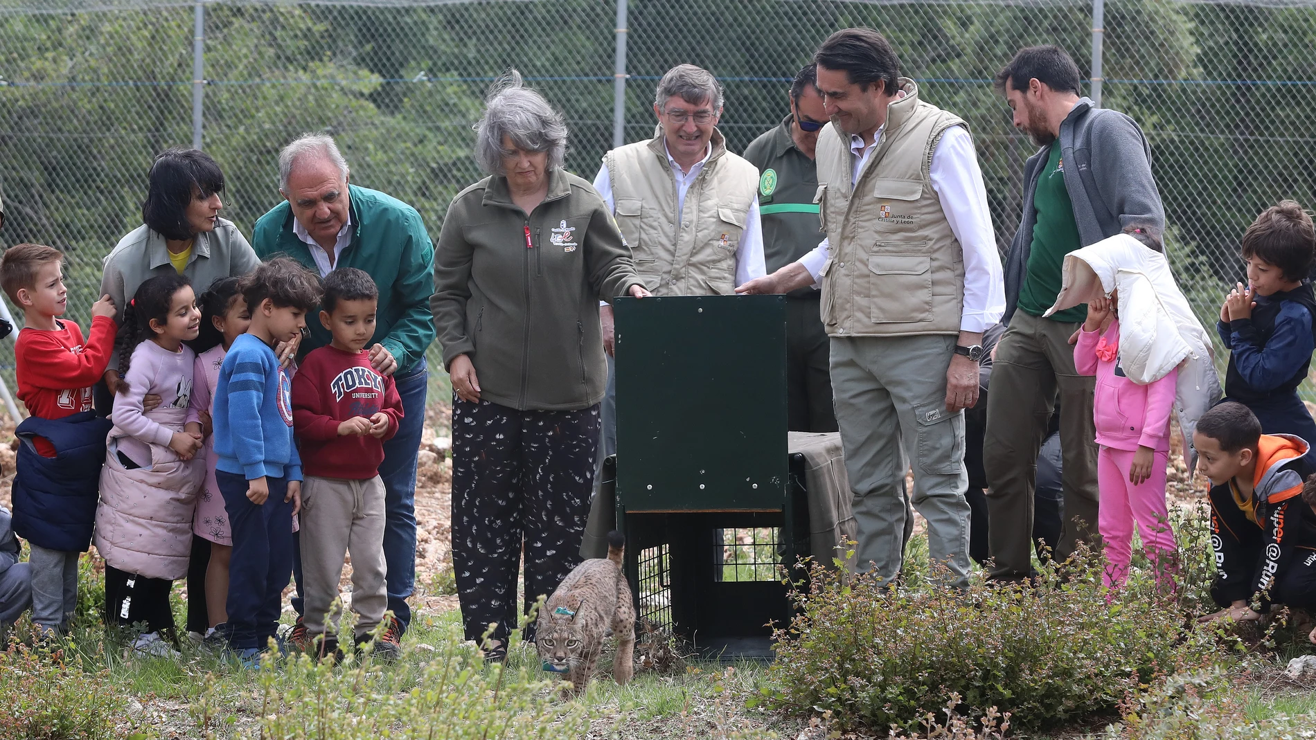 El consejero de Medio Ambiente, Vivienda y Ordenación del Territorio, Juan Carlos Suárez-Quiñones; y la consejera de Desarrollo Sostenible de la Junta de Comunidades de Castilla la Mancha, Mercedes Gómez Rodríguez, asisten a la suelta del lince, Venadillo, en Astudillo en presencia de alumnos de Torquemada (Palencia)