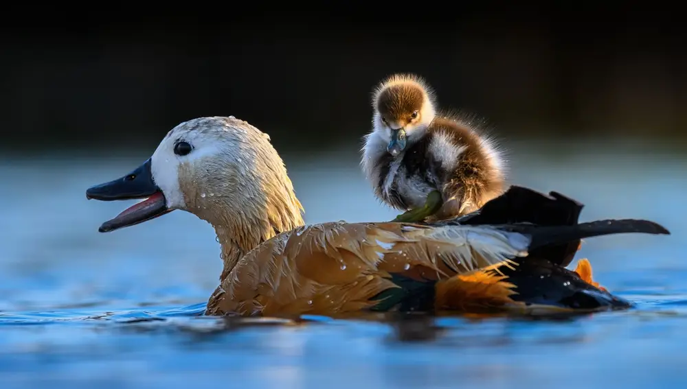 Exposición Fotográfica de Animales Salvajes en China