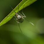 Adiós a los mosquitos: prueba estos remedios caseros para mantenerlos alejados de tu casa