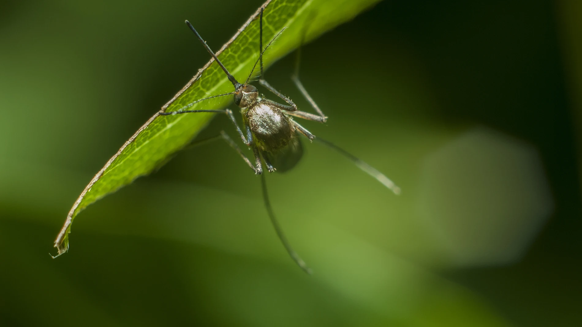 Adiós a los mosquitos: prueba estos remedios caseros para mantenerlos alejados de tu casa