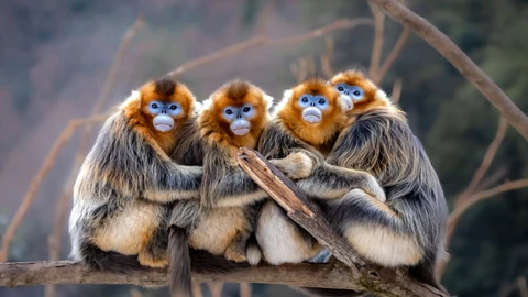 "Hábitat": un viaje visual al corazón salvaje de China