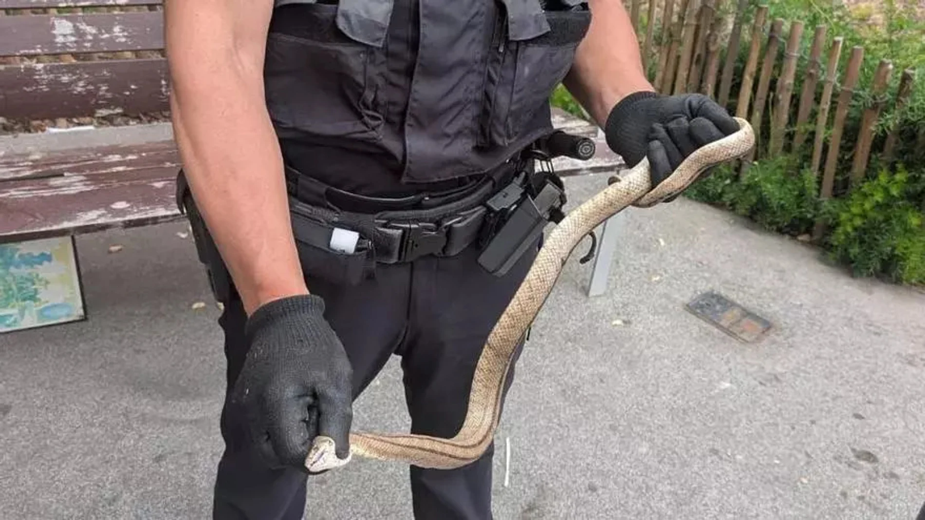 Imagen de la captura de la serpiente