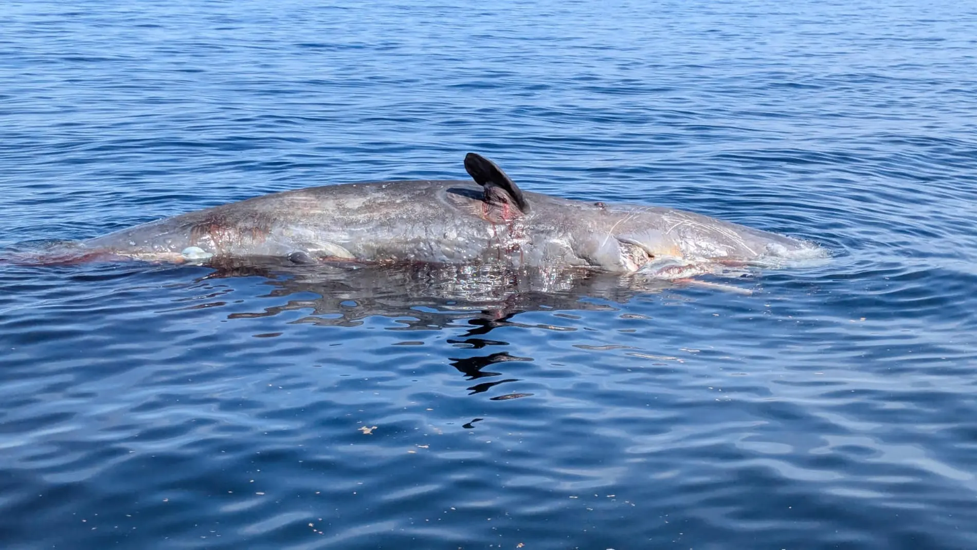 La ballena de 15 metros que han encontrado flotando muerta al sur de la isla de Tabarca