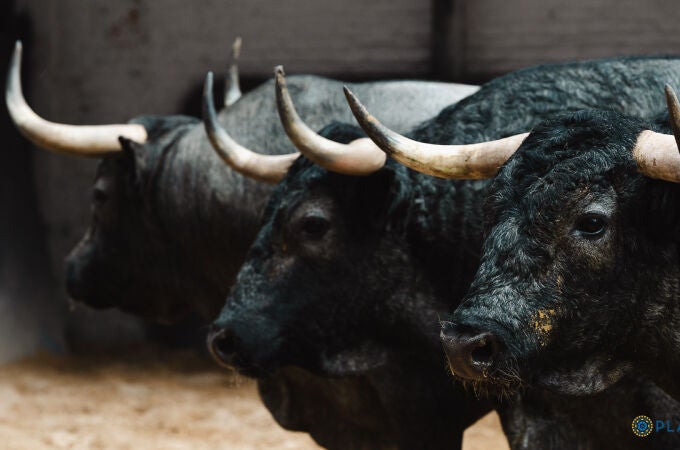 Estos son los agresivos toros de José Escolar para la tarde de hoy en Las Ventas