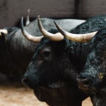 Estos son los agresivos toros de José Escolar para la tarde de hoy en Las Ventas