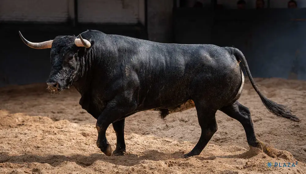 "Tostonero", nº 77