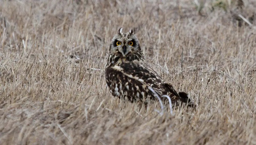 Imagen de un búho campestre