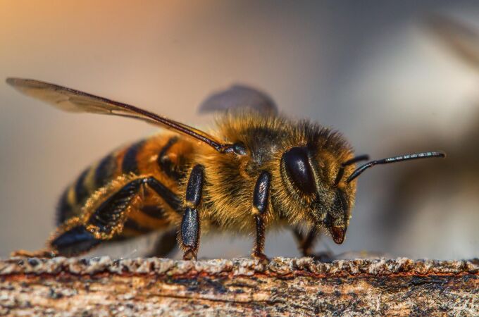 ¿Cuál es la forma masculina de abeja?