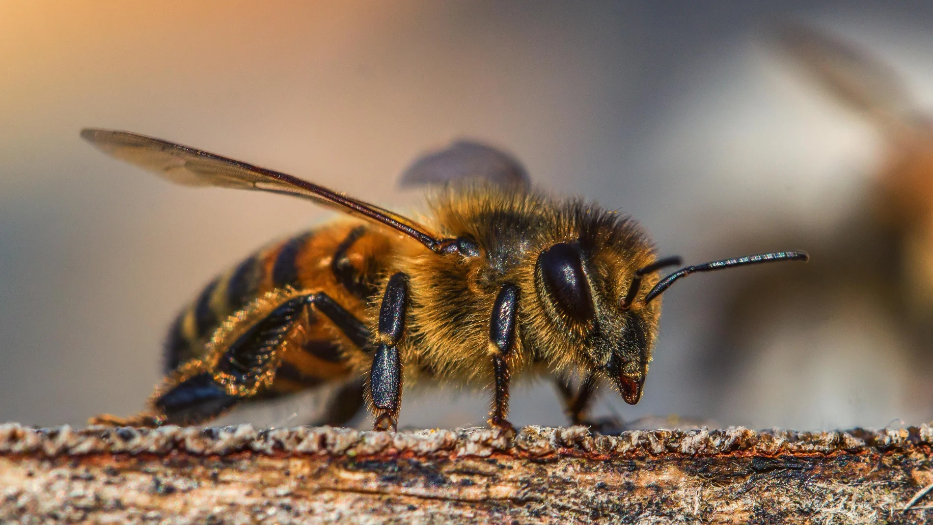 ¿Cuál es la forma masculina de abeja?