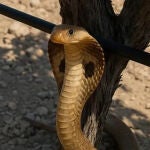 Imagen de la cobra falsa