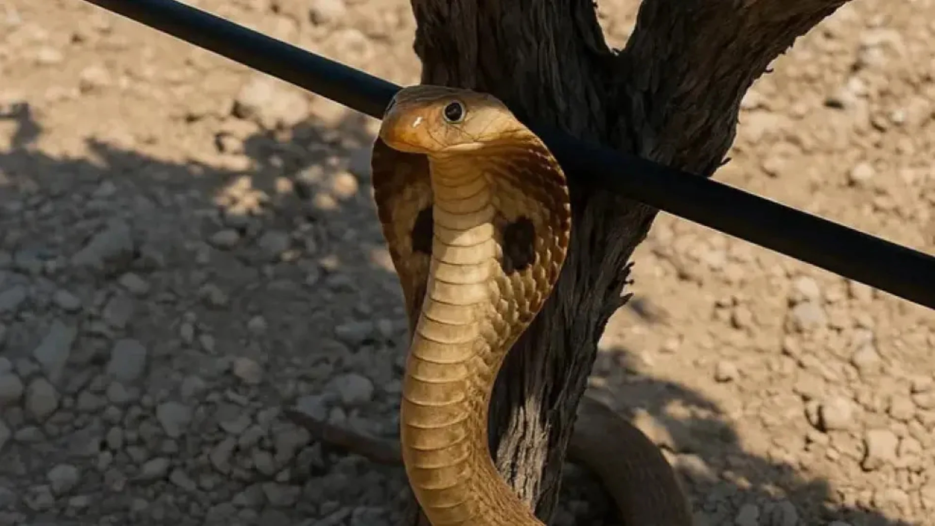 Imagen de la cobra falsa